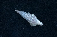 藏品(白瘤捲管螺)的圖片